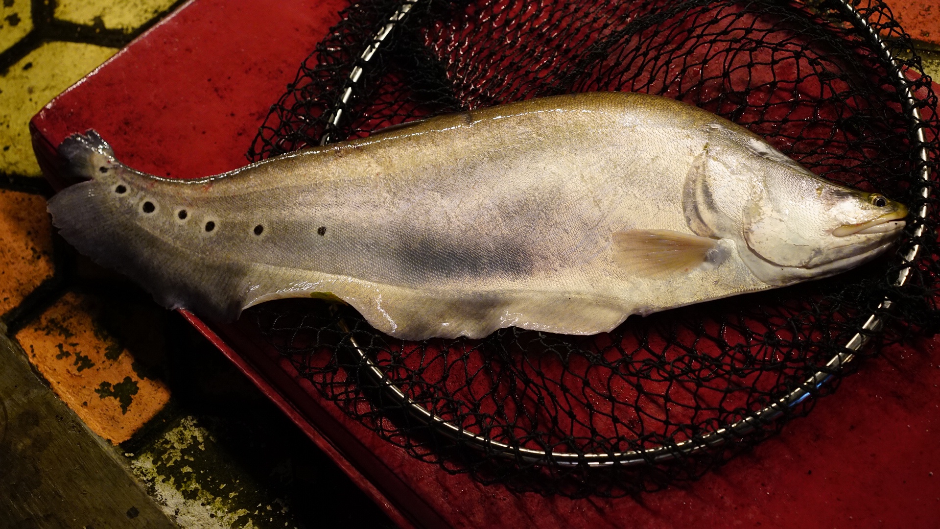 古代魚について – 釣りにいってきます。