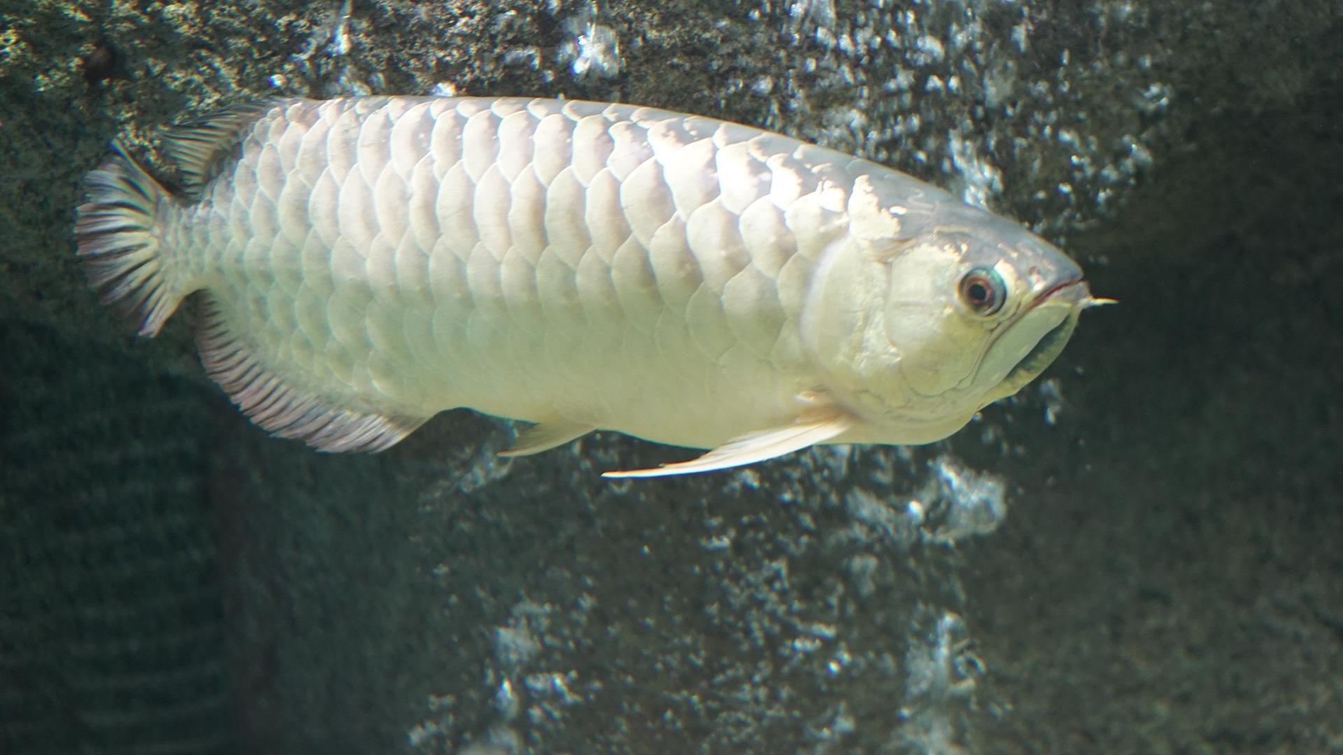 古代魚について – 釣りにいってきます。