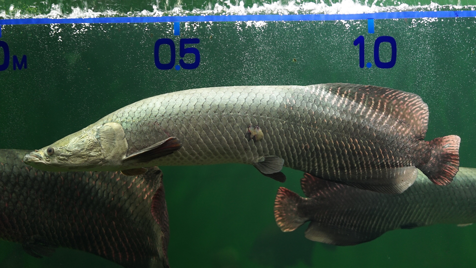 古代魚について – 釣りにいってきます。