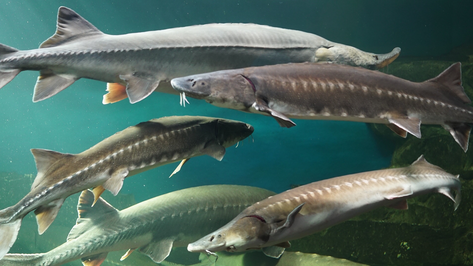 古代魚について – 釣りにいってきます。