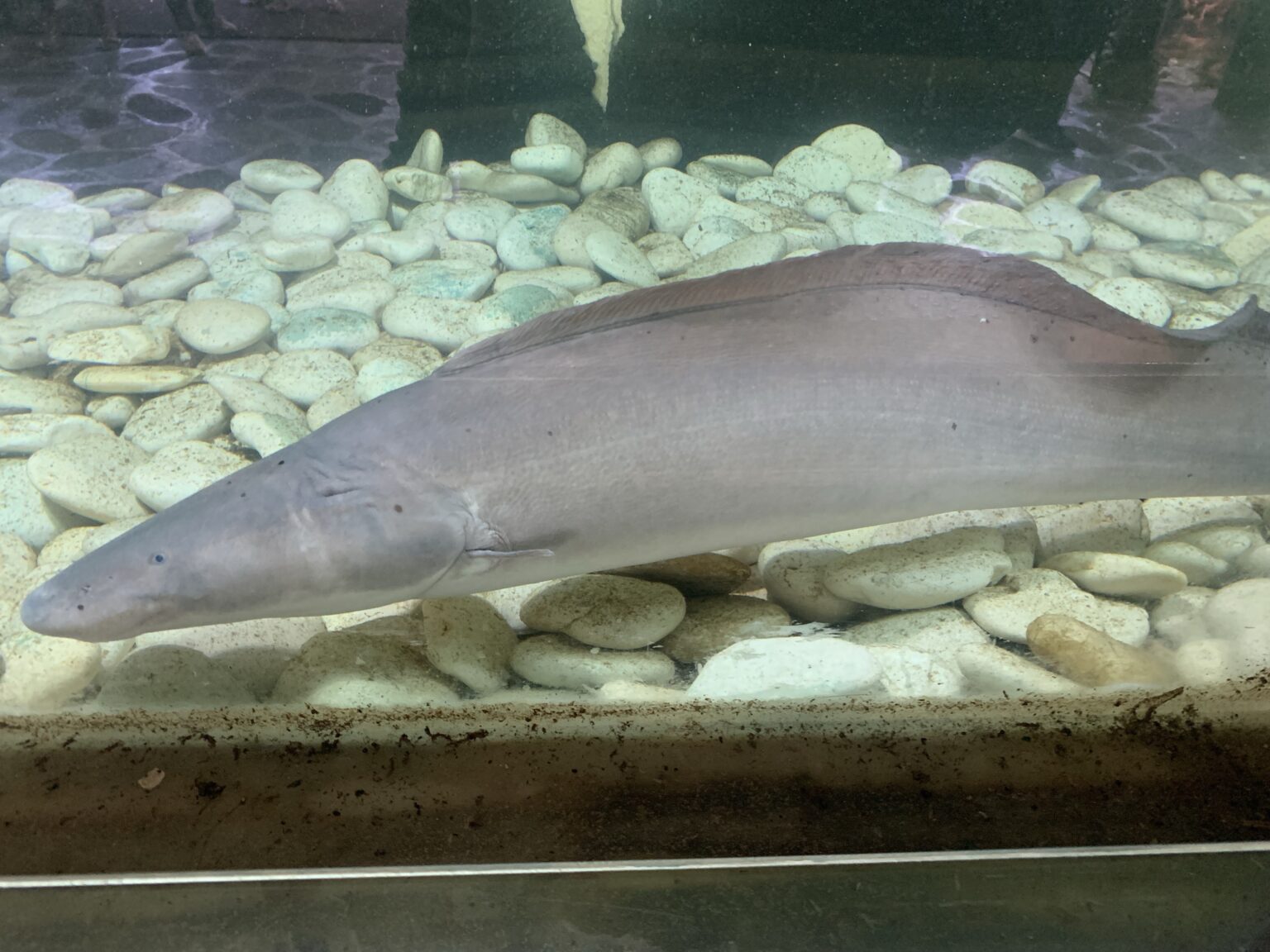 古代魚について – 釣りにいってきます。